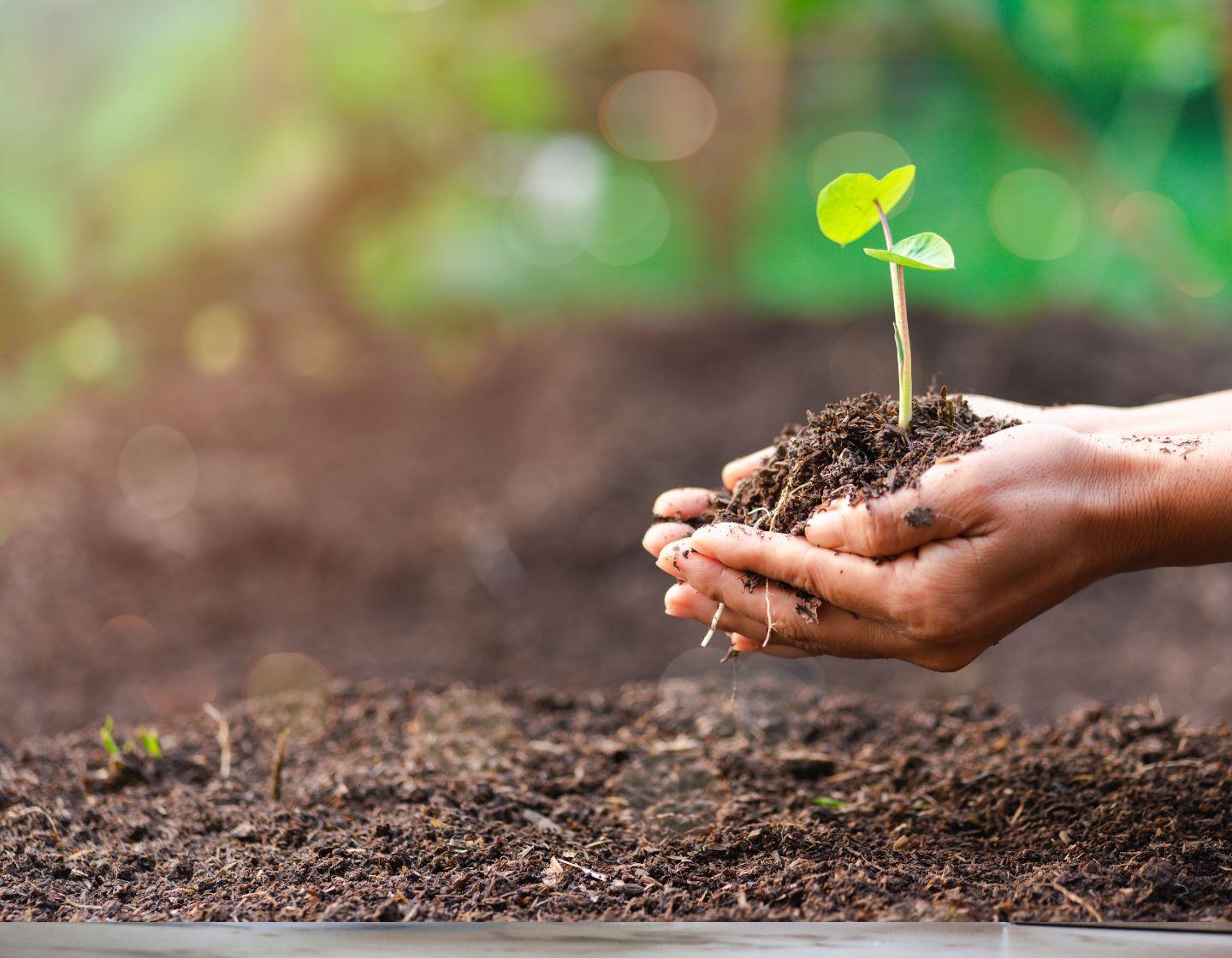 Hands honding soil and a plant.