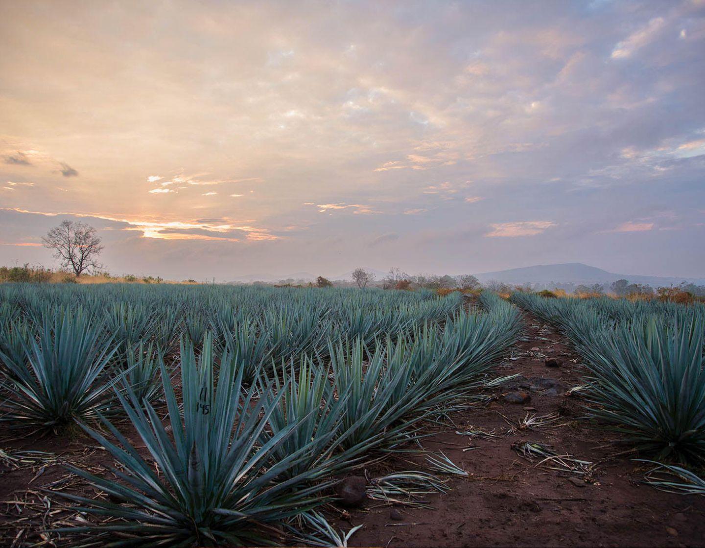 Filas de plantas de agave en los campos.