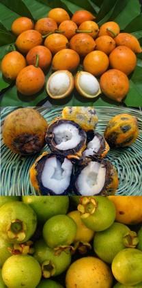 Imagem das frutas Bacup Pão, Bacaiúva e Guavira