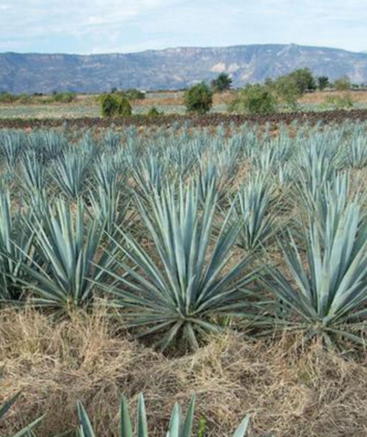 Plantas de agave azul