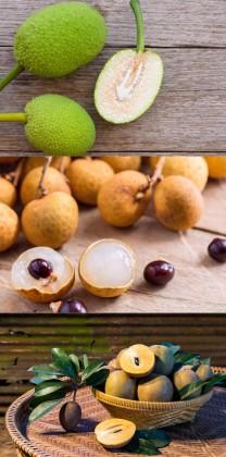 Imagem das frutas Fruta Pão, Pitomba e Sapoti 