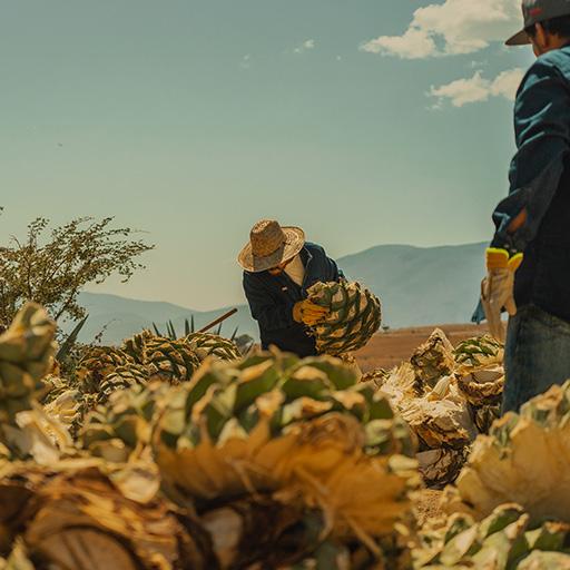 Farmers picking agave in the fields