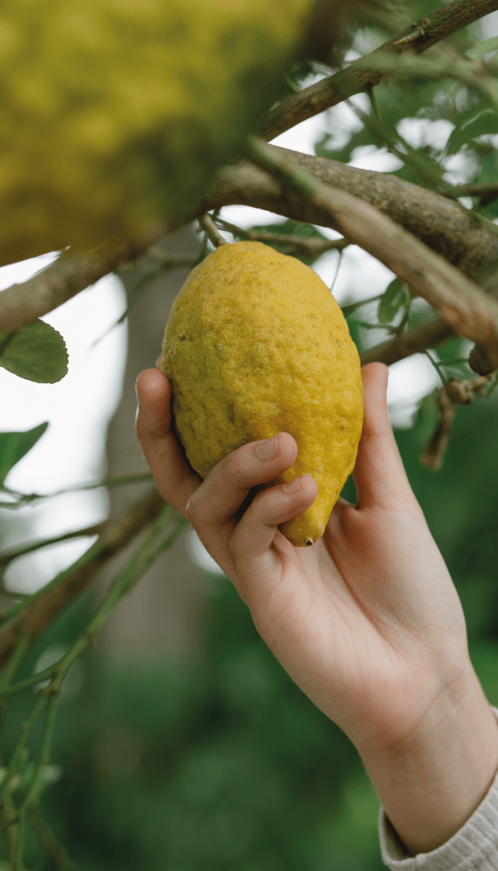 Mano cogiendo un limón de un limonero