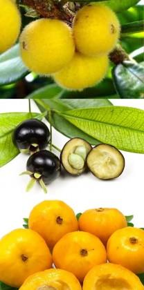 Imagem das frutas Cabel Pão, Grumixama e Uvaia 