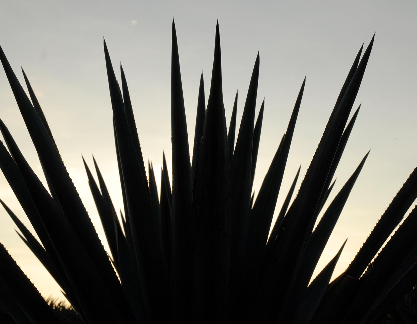 Cultivo Agave