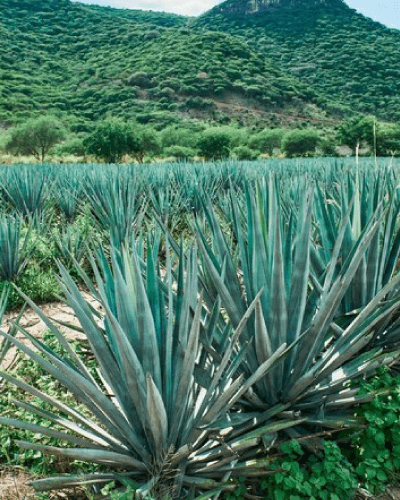 Planta de Agave