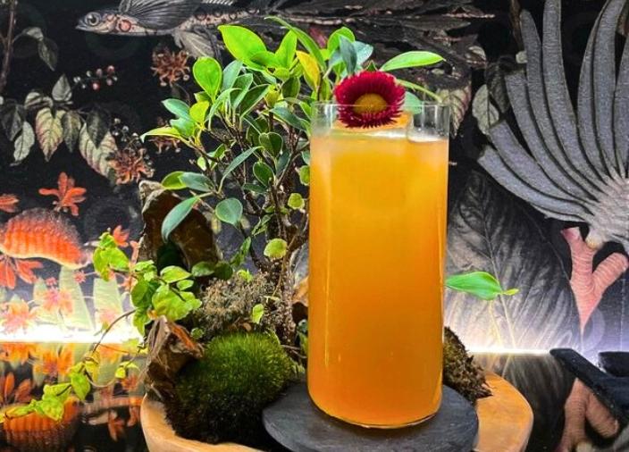 A bright orange cocktail in a tall glass garnished with a pink flower, sitting on a grey coaster with a beautiful green plant sitting behind the cocktail.