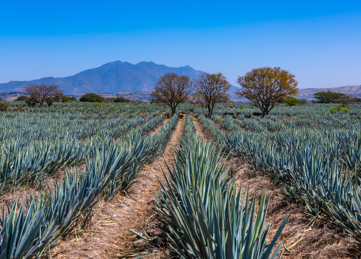 Tequila: History and Production    