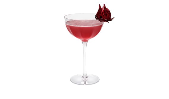 Hibiscus Martini 