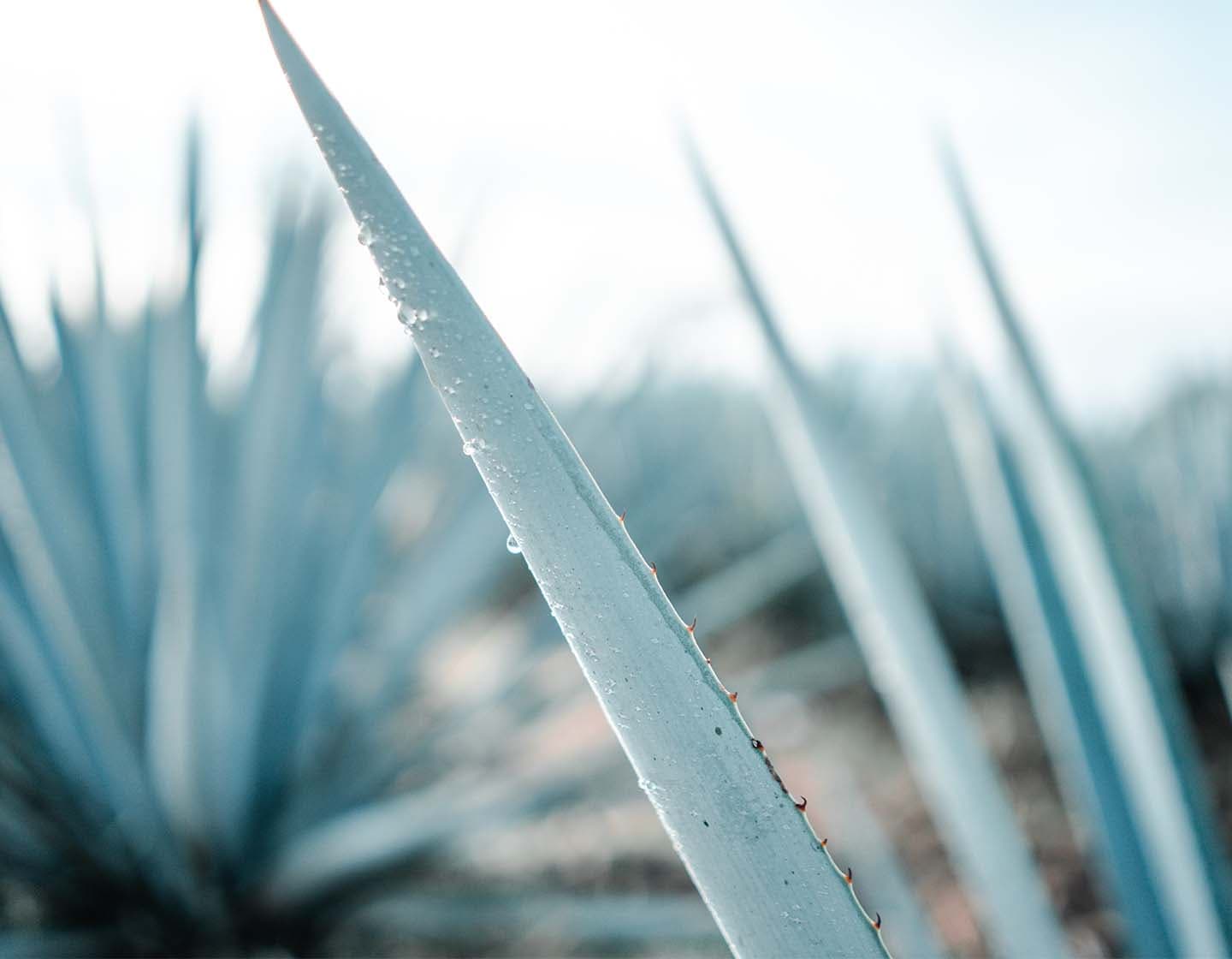 A close-up shot of an agave plant with a water drop running down one of the spiked leaves