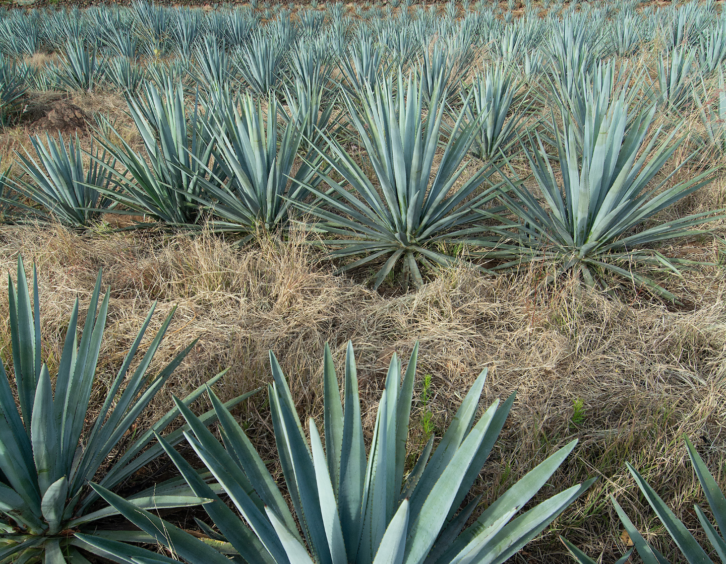 Tequila in production in field 