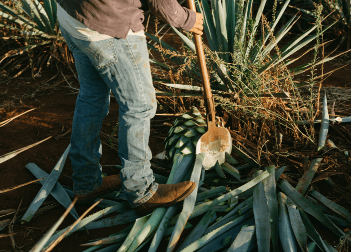 Tequila Historia y producción