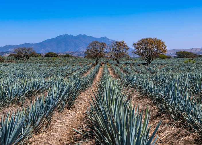 Tequila Historia y producción